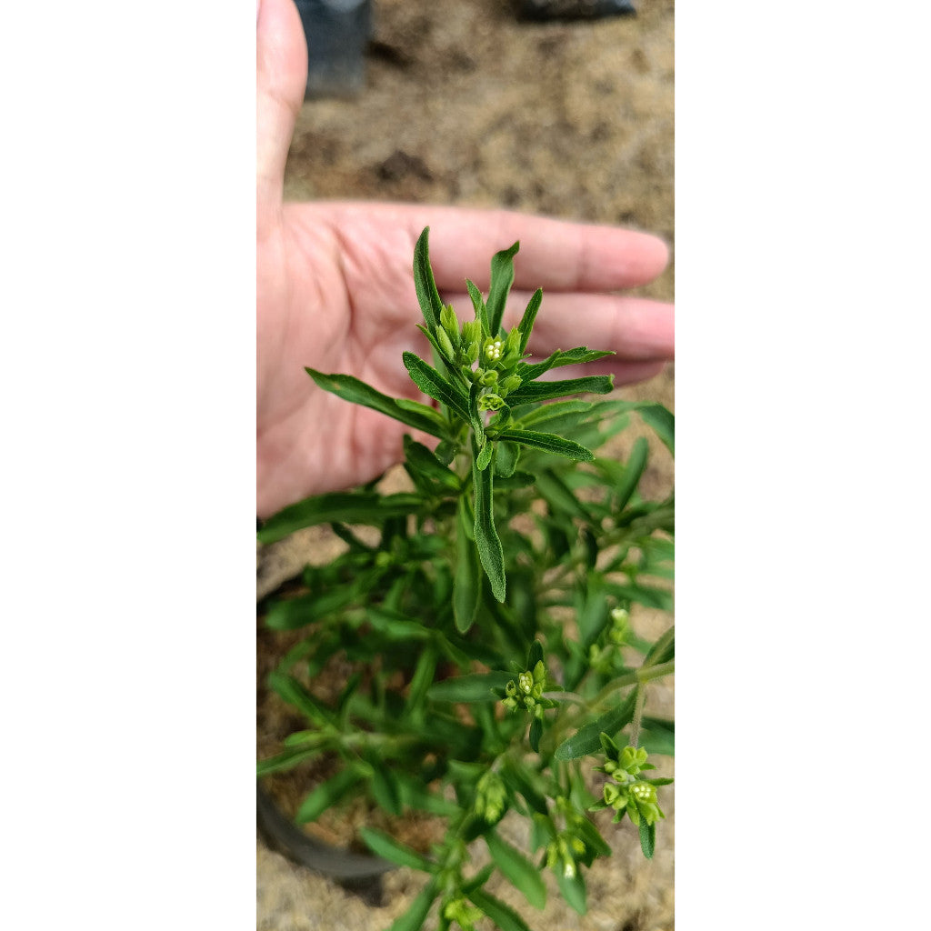 Stevia Plant – Natural Sweet Leaf | Stevia rebaudiana | Healthy Sugar Alternative