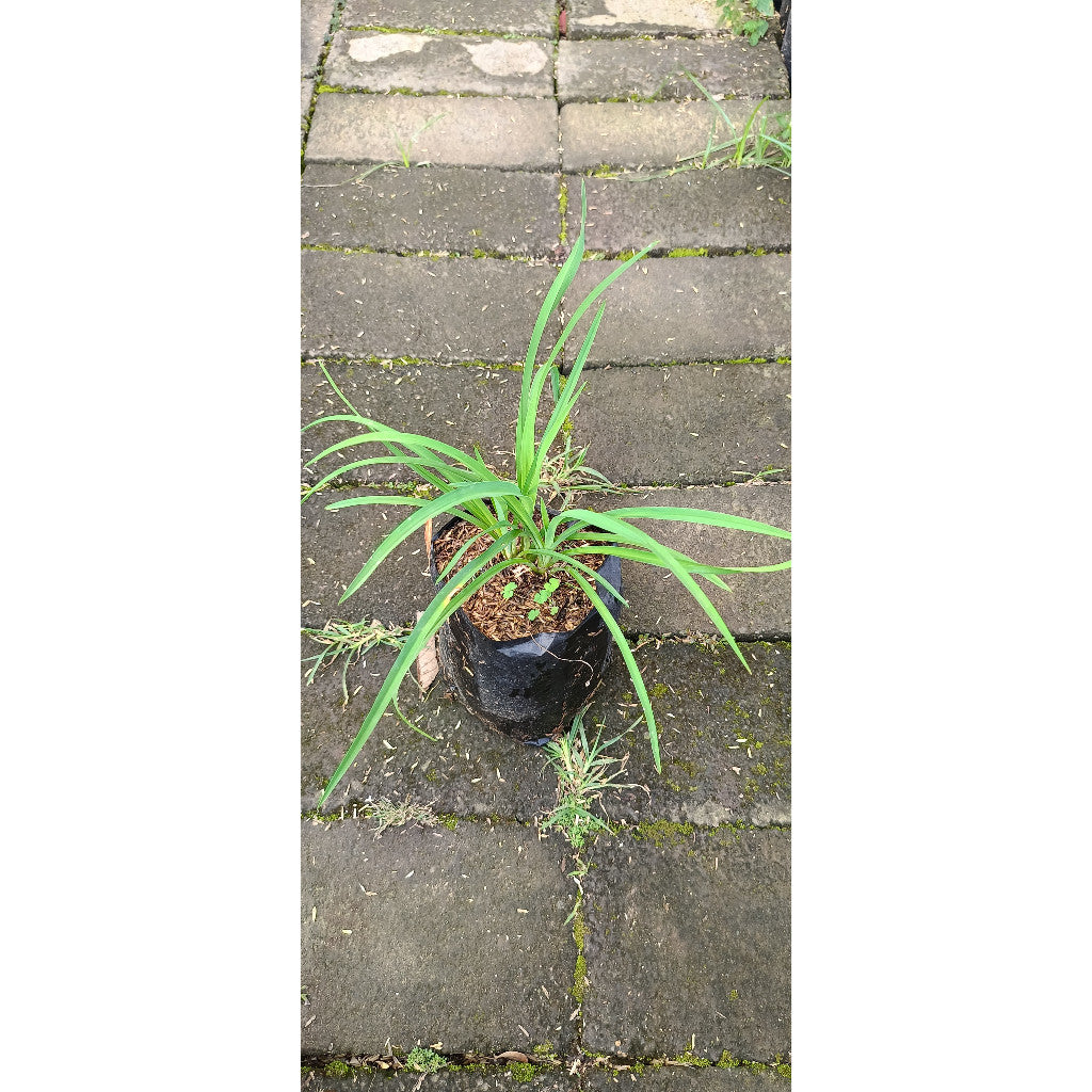 Yellow Daylily – Hemerocallis lilioasphodelus | Beautiful & Easy-Growing Flowering Plant