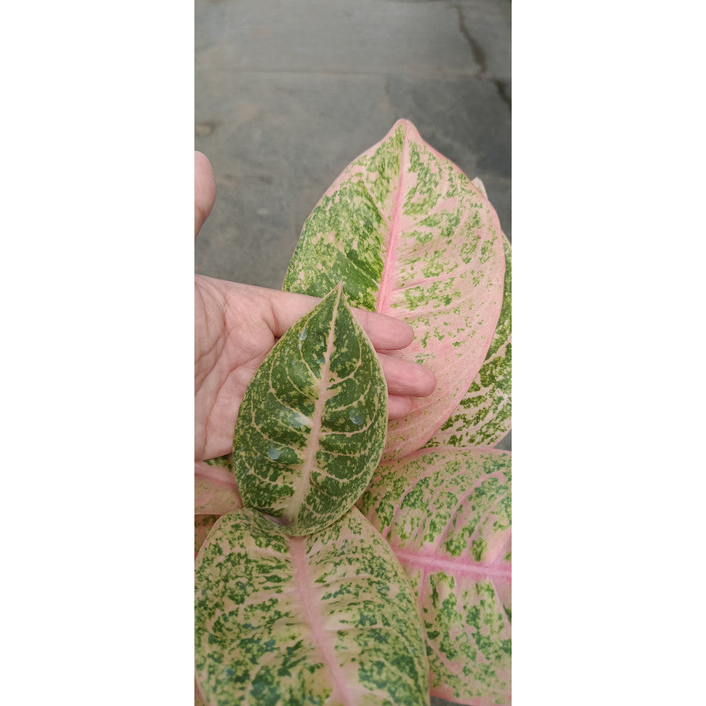 Aglaonema Harley Queen – Beautiful Indoor Plant with Stunning Variegated Leaves