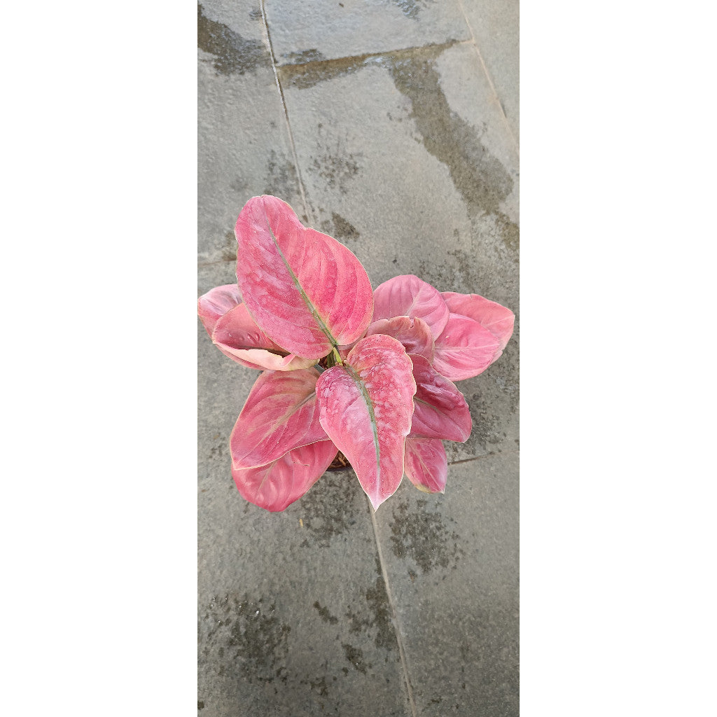 Aglaonema Ayunindi – Stunning Indoor Plant for Health & Decor