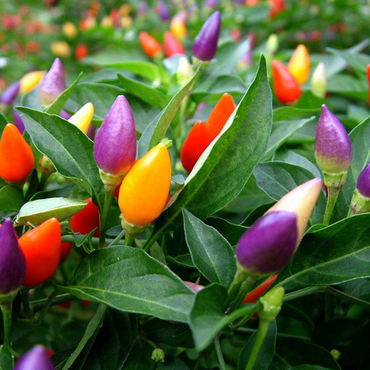 Cabai Hias, Capsicum Frutescens,  Chilli Padi Plant