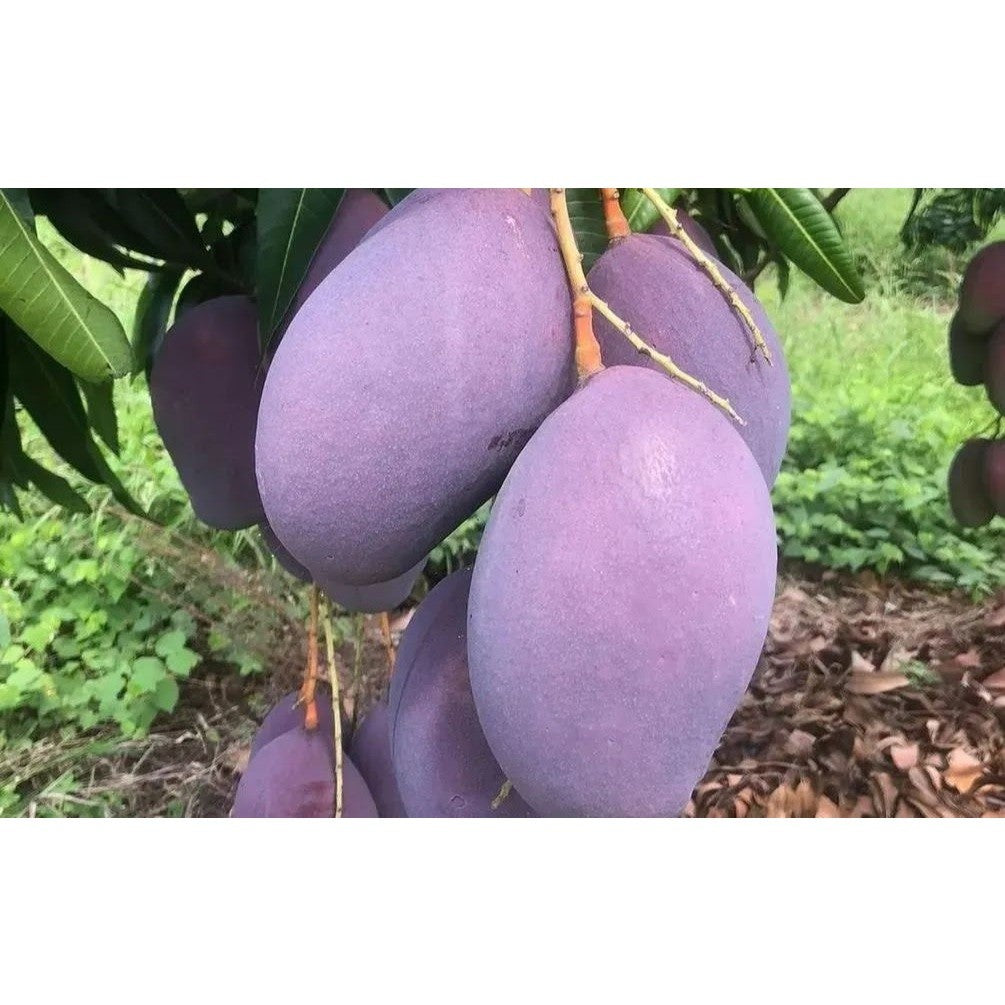 Mangifera indica Mango Irwin