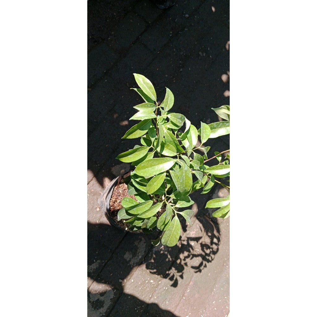 Lychee Plant (Litchi chinensis) - Sweet and Juicy Tropical Fruit, Perfect for Your Garden!