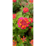 Lantana Plant - Lush and Colorful Blooms | Lantana camara