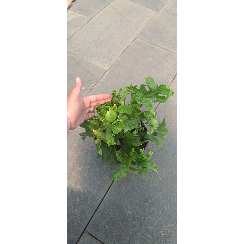 Microsorum Fern - Exotic Indoor Plant | Microsorum Pteropus