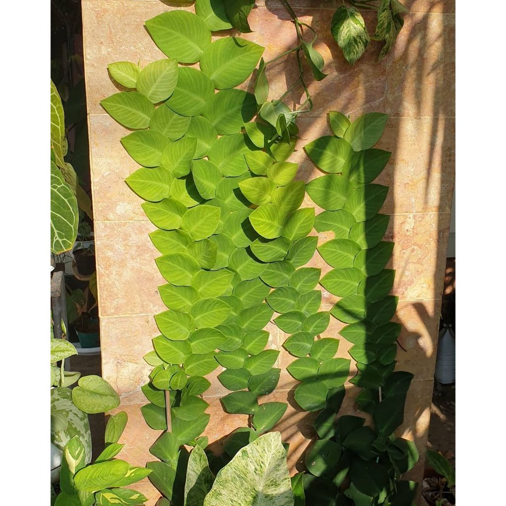 Ficus Pumila, Creeping Rubberplant, Ara Jalar, 薜荔, Climbing Dolar