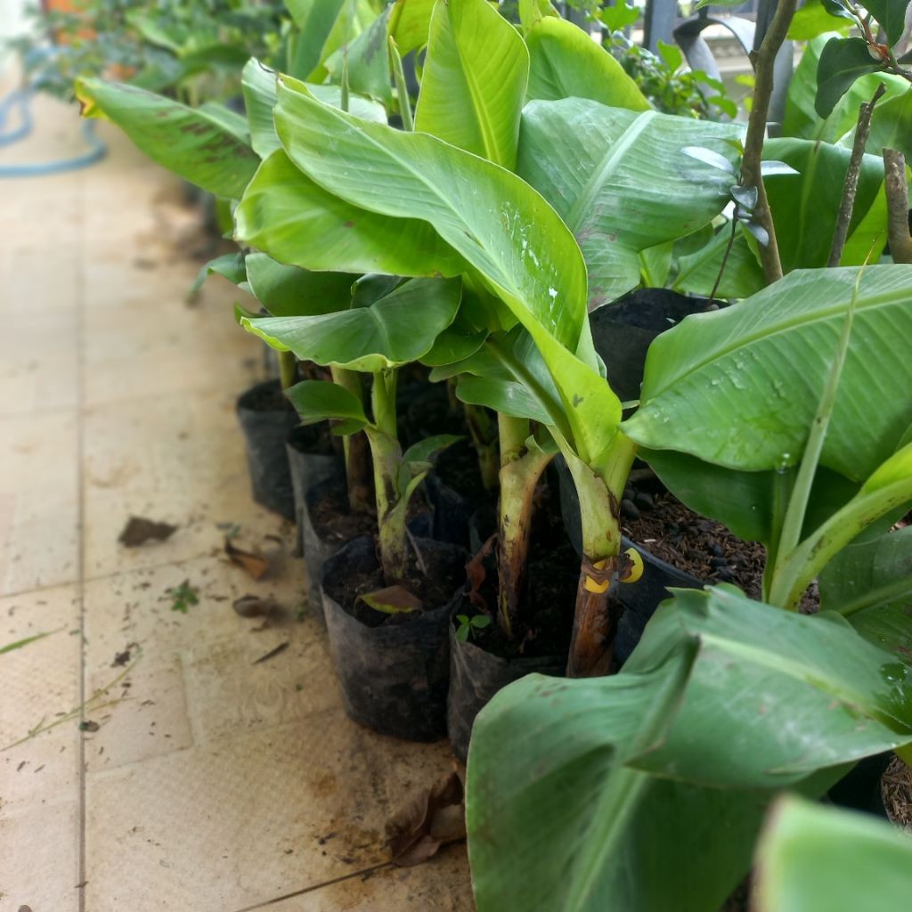 Cavendish Banana Plant | Musa acuminata ‘Cavendish’ | Delicious Fruit, Fast-Growing, Perfect for Tropical Gardening