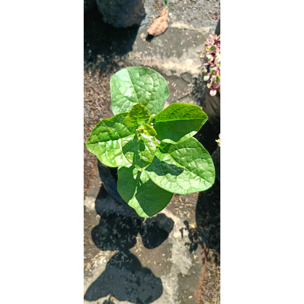 Green Binahong Plant – Anredera cordifolia | Fast-Growing Herbal Plant for Health