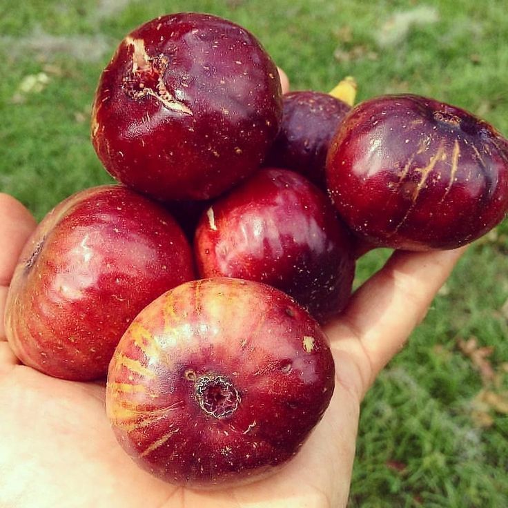Fig Tree (Ficus carica) – Sweet & Nutritious Fruit Plant for Home Garden
