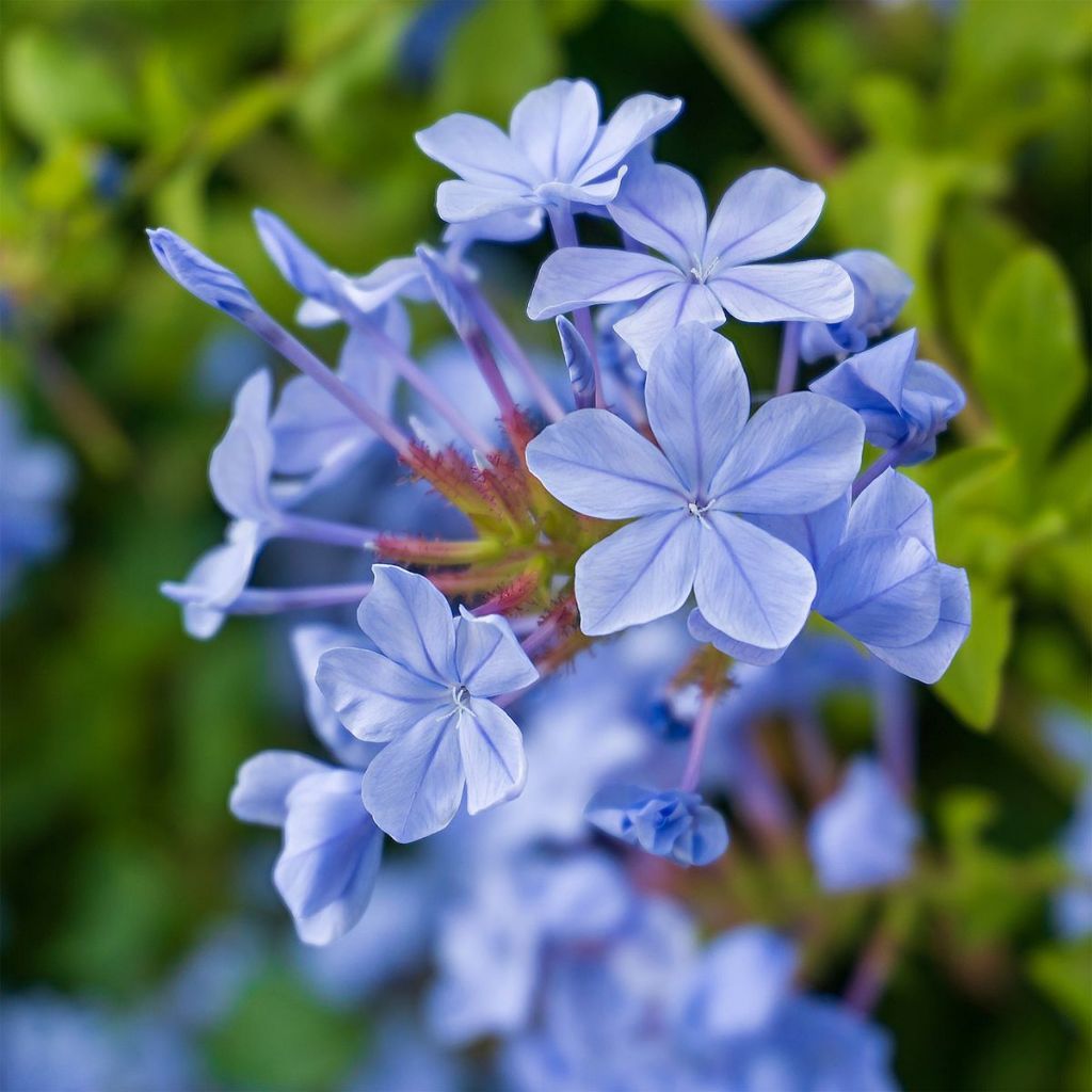 Blue Plumbago (Plumbago auriculata) – Easy-Growing Flowering Plant for Home & Garden Decoration