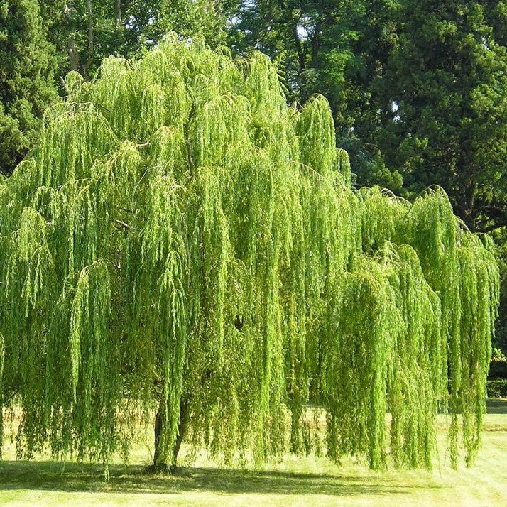 Salix Babylonica, Chinese Weeping Wilow, Napolean's Willow, Dedalu Cina, Weeping Willow, Babylonian Willow, 垂柳