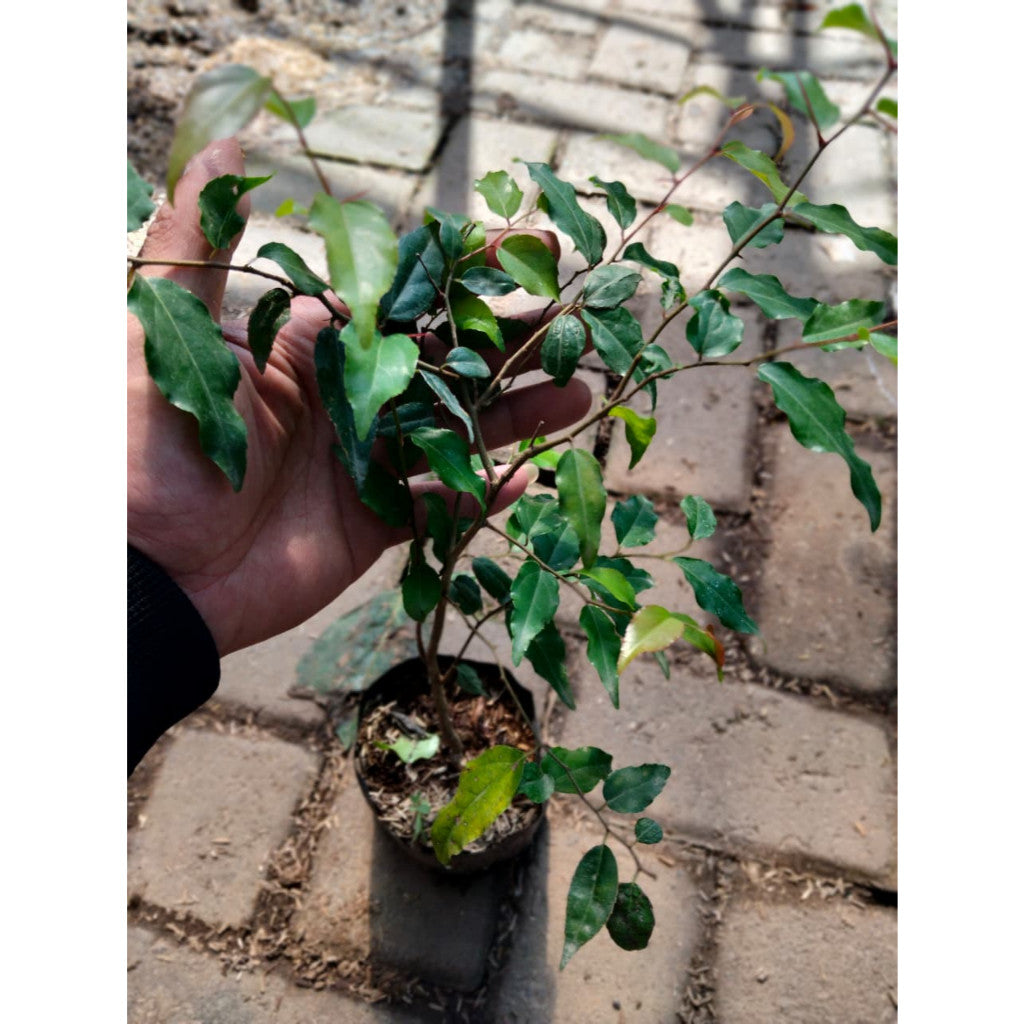 Flacourtia rukam – Exotic Rukam Fruit Plant | Easy to Grow & Highly Nutritious