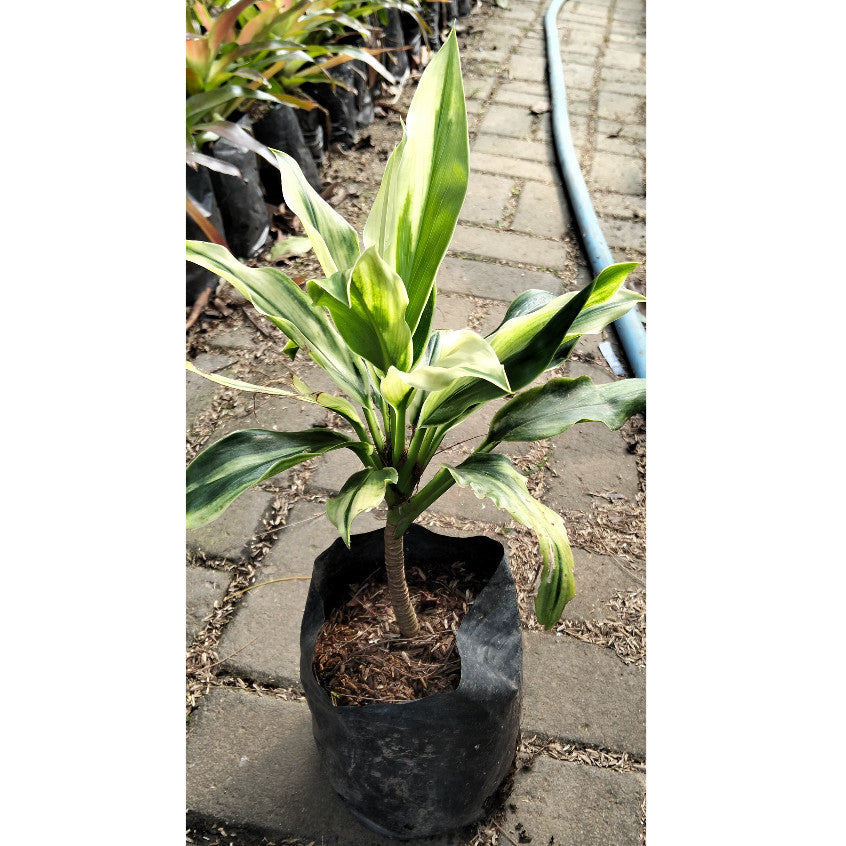Cordyline fruticosa – Elegant Foliage Plant for Home & Garden