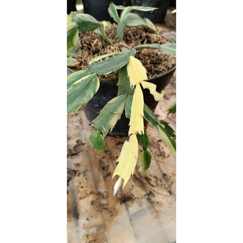 Variegated Christmas Cactus - Schlumbergera Variegata - Rare Indoor Plant