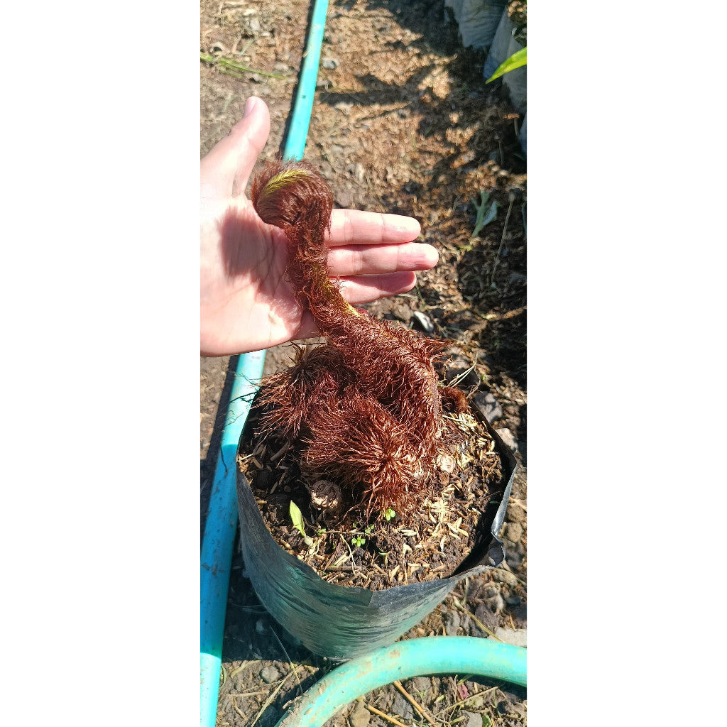 Monkey Tail Fern - Lepisorus bicolor | Unique & Easy-Care Fern