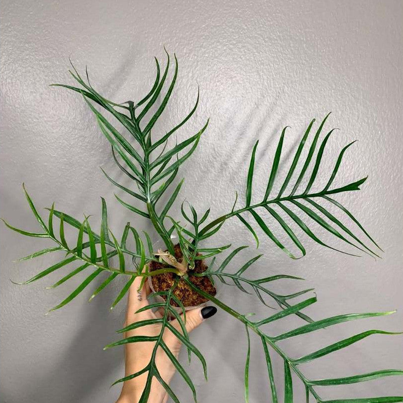 Philodendron Tortum: Exotic Tropical Beauty for Indoor and Outdoor Gardens