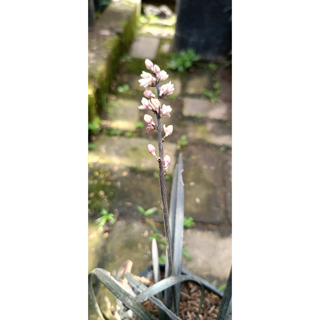 Black Mondo Grass (Ophiopogon planiscapus ‘Nigrescens’) - Stunning Ornamental Plant for Indoor & Outdoor Spaces
