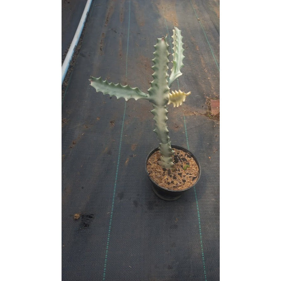 Euphorbia Lactea White Ghost