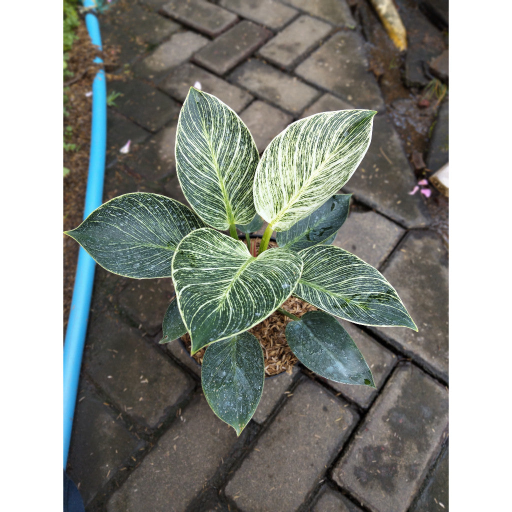 Philodendron Birkin Live Plant – Elegant Indoor Foliage