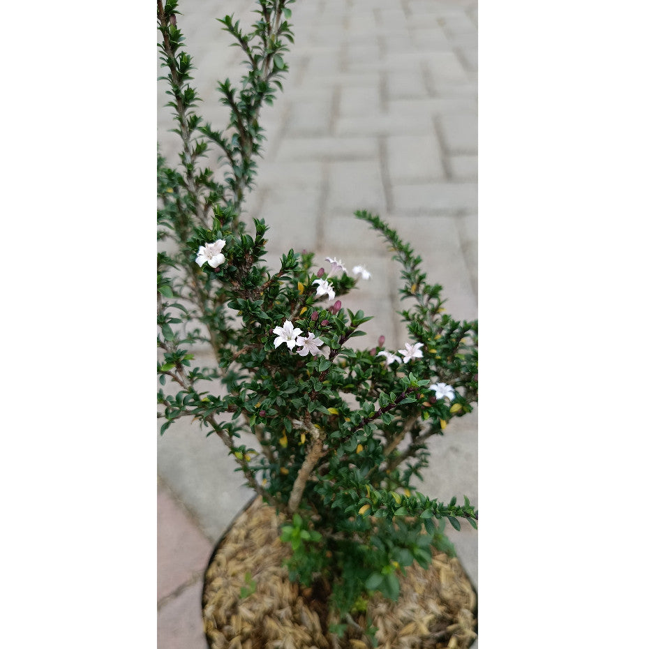 Radiant Serissa Japonica: Your Miniature Oasis of Tranquility