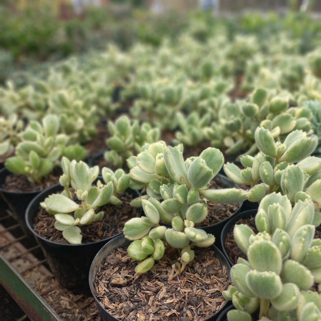 Cotyledon Tomentosa, Cotyledon