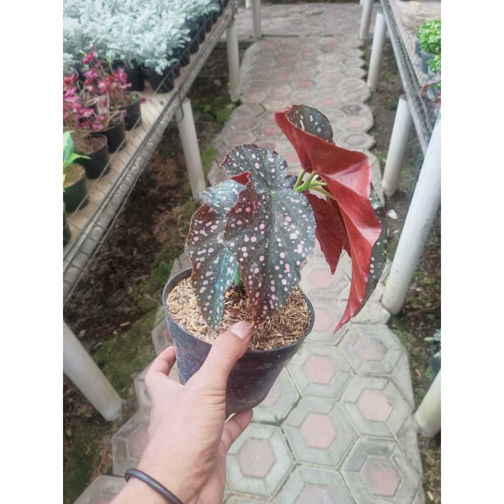 Begonia Maculata Mocca, Add the exquisite Begonia Maculata 'Mocca' to your indoor jungle today