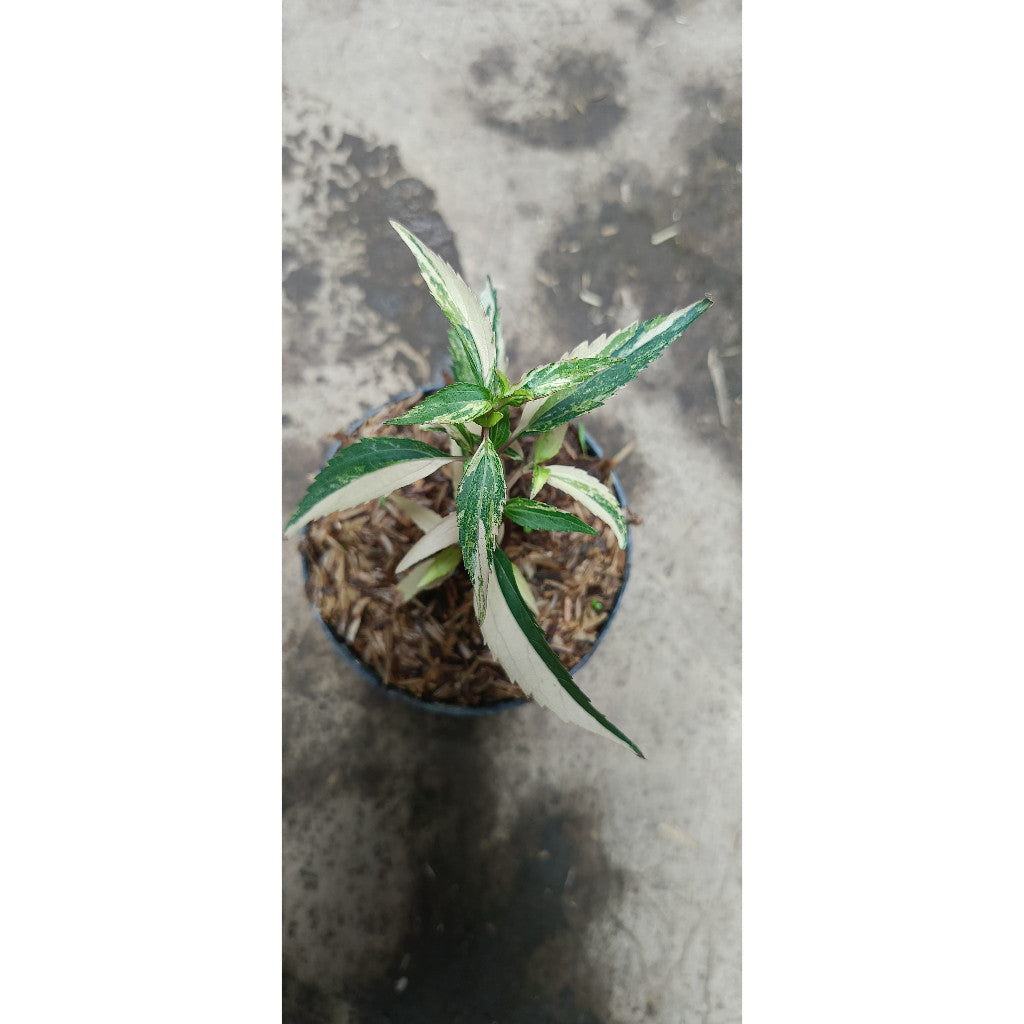 Eupatorium fortunei Variegated – Elegant Greenery for Indoor & Outdoor Spaces