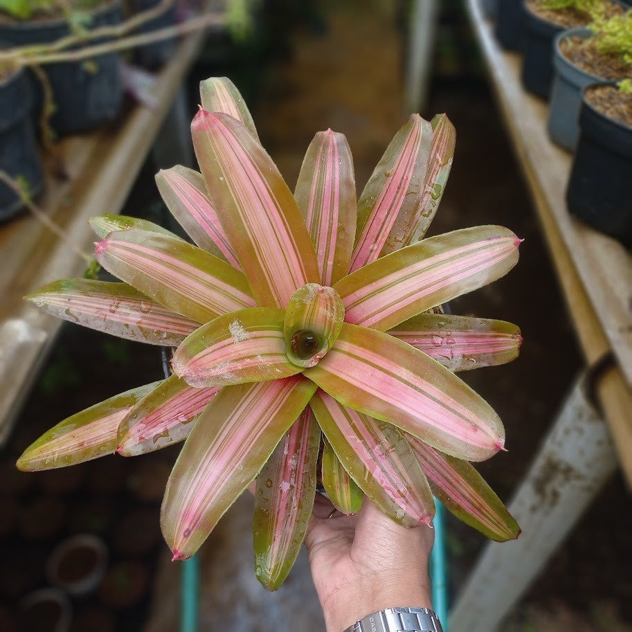 Bromelia Neoregelia Gunpowder: Exotic Foliage for a Striking Garden Display
