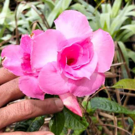 Mandevilla sp (Pink colour) – Beautiful Climbing Plant with Vibrant Blooms
