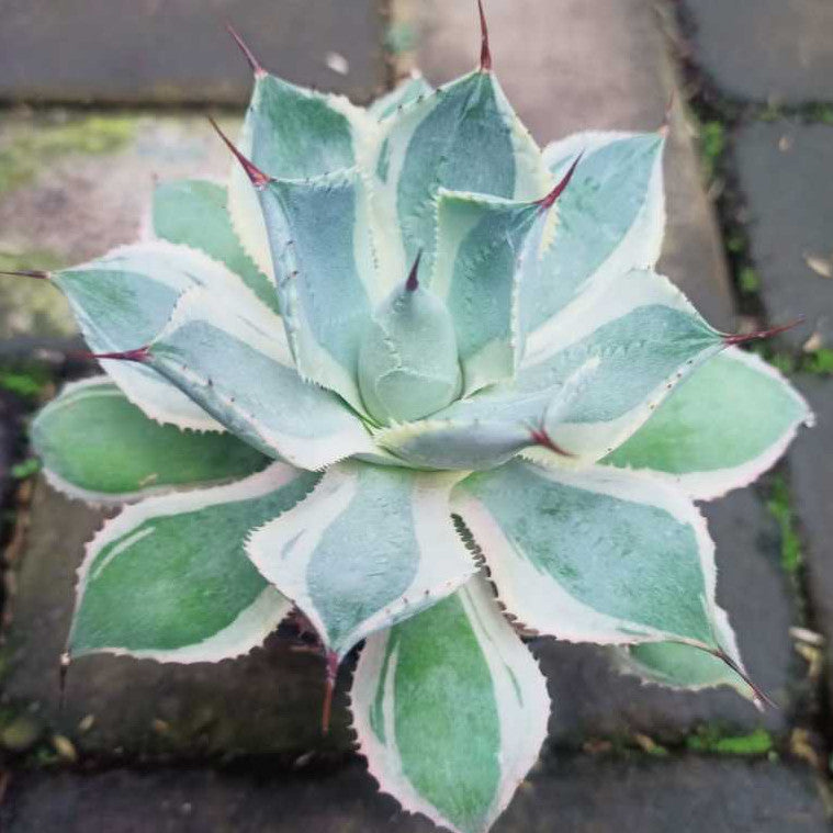 Agave Tedwin