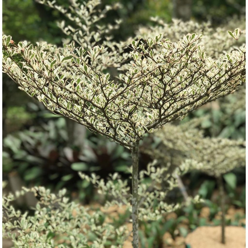 Terminalia Mantaly Variegated, Madagascar Almond, Umbrella Tree, 小叶欖仁