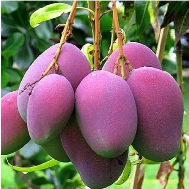 Mangifera indica Mango Irwin