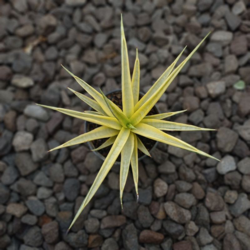 Sansevieria Grasilis