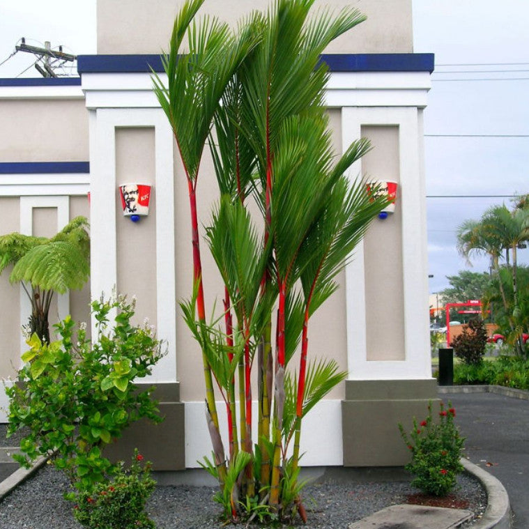 Cyrtostachys Renda Blume, Sealing-wax Palm, Pinang Rajah, Maharajah Palm, Lipstick Palm, Red Sealing Wax