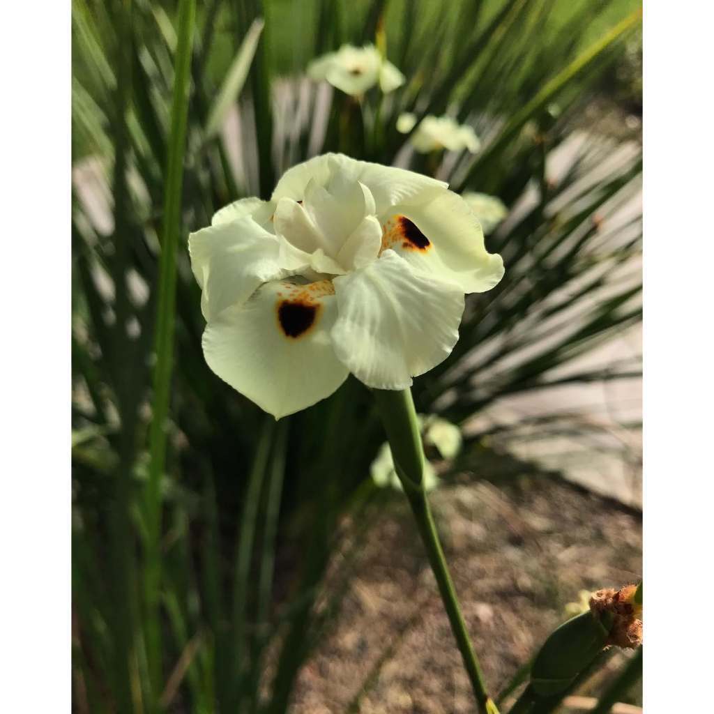 Dietes Bicolor, Yellow Wild Iris, Peacock Flower, Evergreen Iris, Fortnight Lily, African Iris, 双色野鸢尾