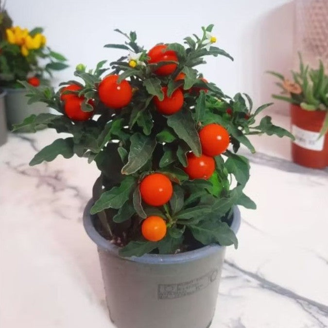 Solanum Pseudocapsicum, Jerusalem Cherry, Madeira Winter Cherry, 珊瑚樱, 玉珊瑚