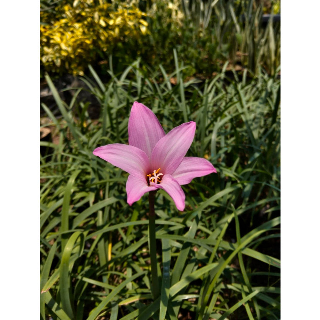 Zephyranthes Rosea – Charming Pink Rain Lily for Your Garden