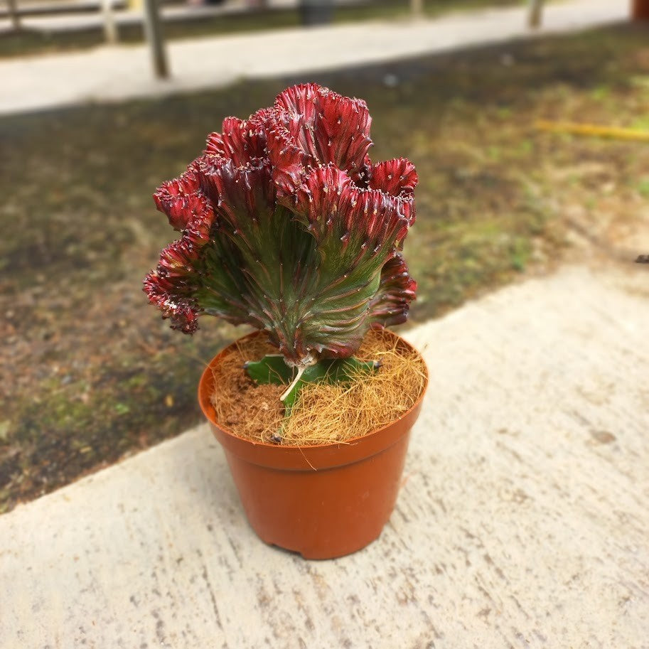 Red Euphorbia Lactea