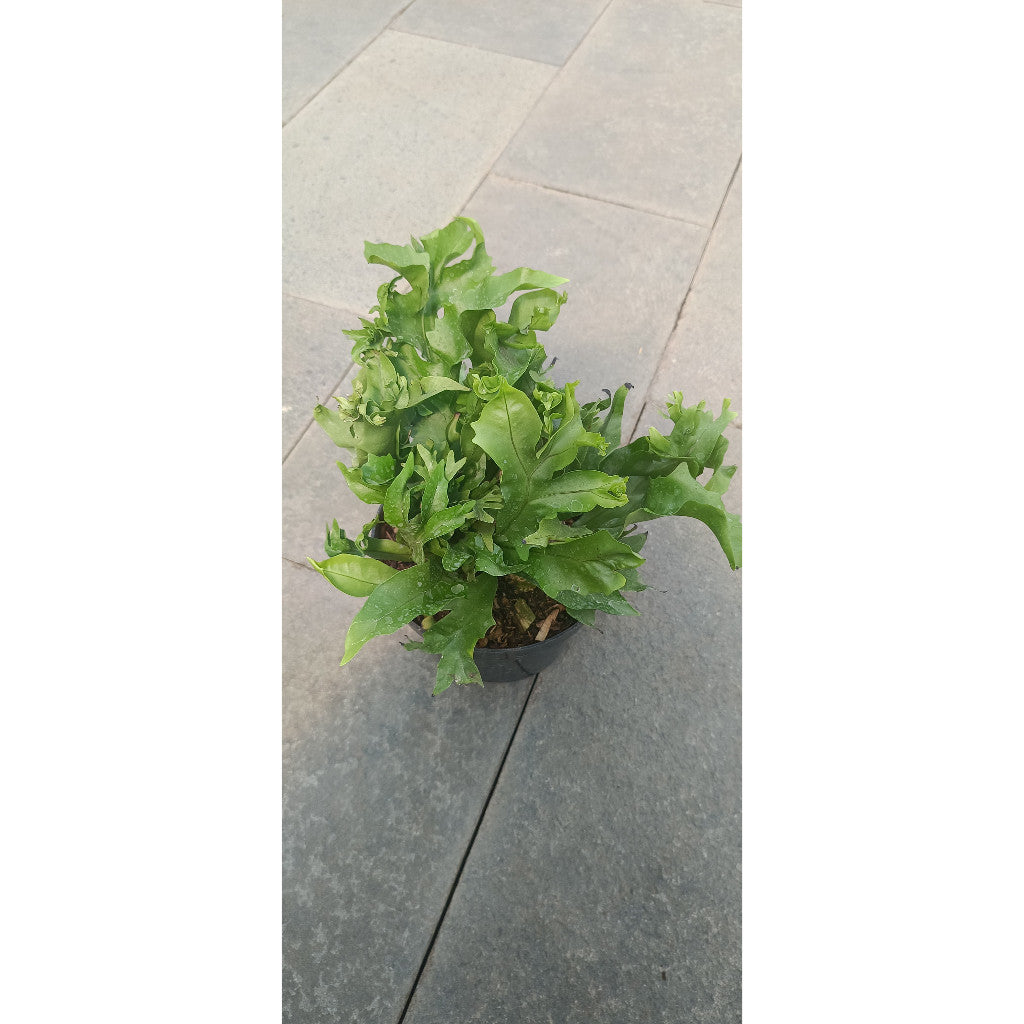 Microsorum Fern - Exotic Indoor Plant | Microsorum Pteropus