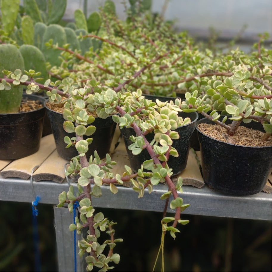 Portulacaria Afra (Variegated), Rainbow Bush, Variegated Elephant Bush, Variegated Elephant's Food
