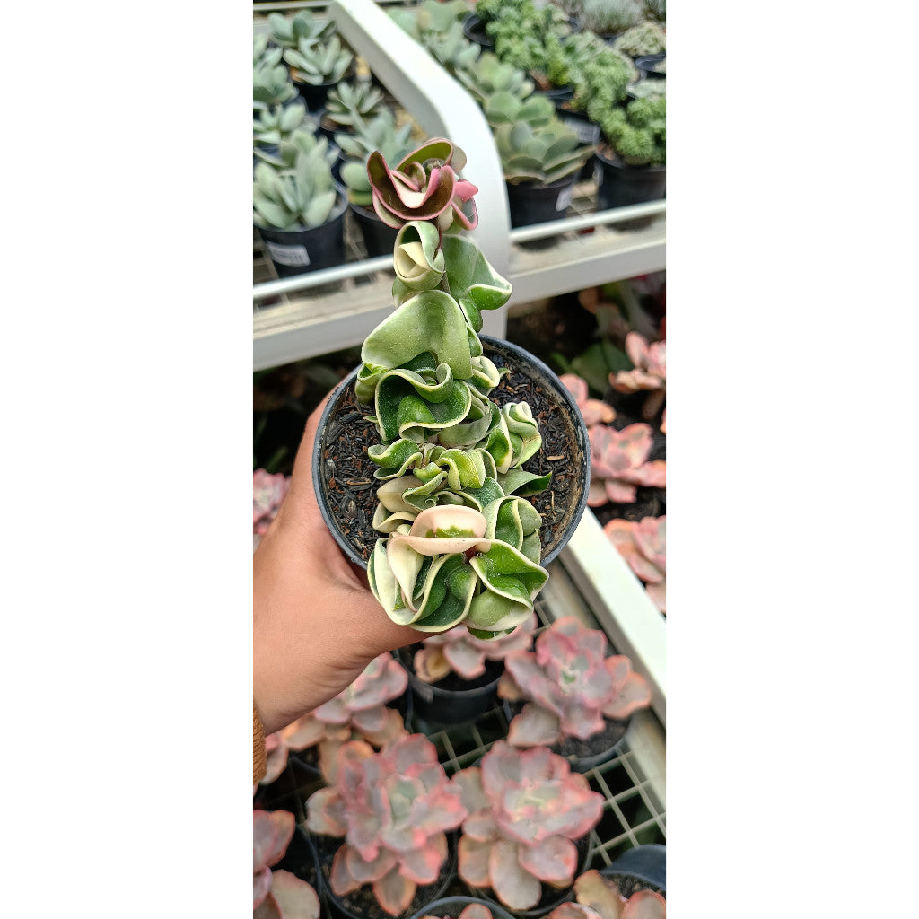 Hoya Compacta Variegated - Unique Indoor Hanging Plant for Natural Beauty