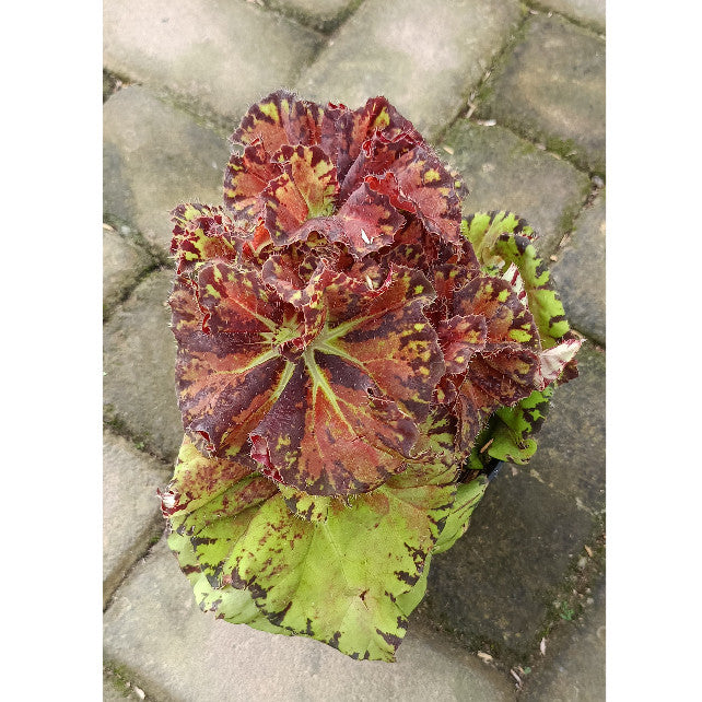 Begonia Sultan Brunei – Exotic Indoor Foliage Plant | Begonia spp.