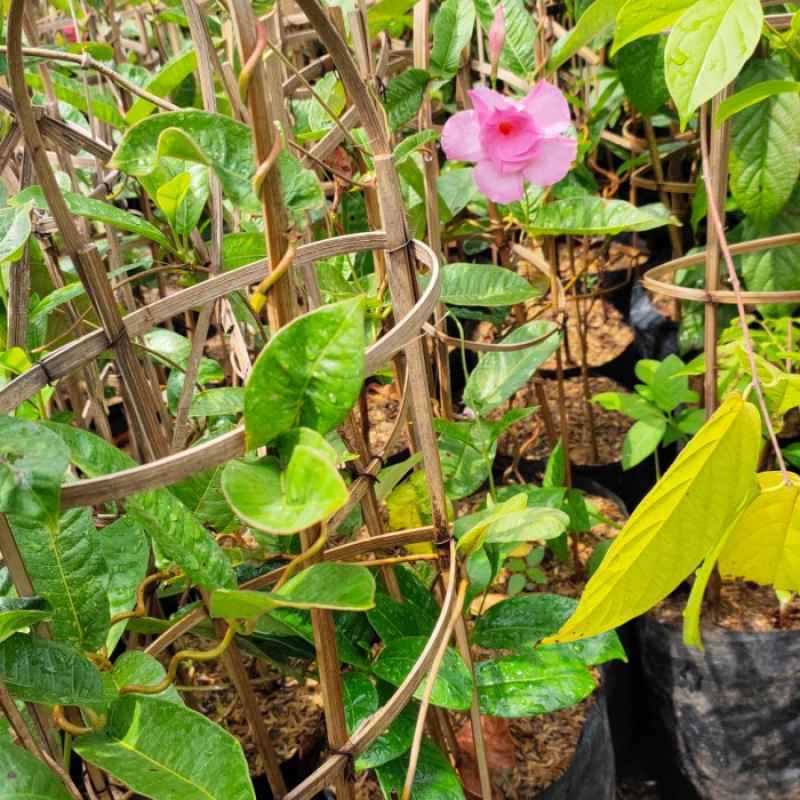 Mandevilla sp (Pink colour) – Beautiful Climbing Plant with Vibrant Blooms