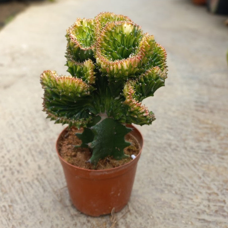 Yellow Euphorbia Lactea