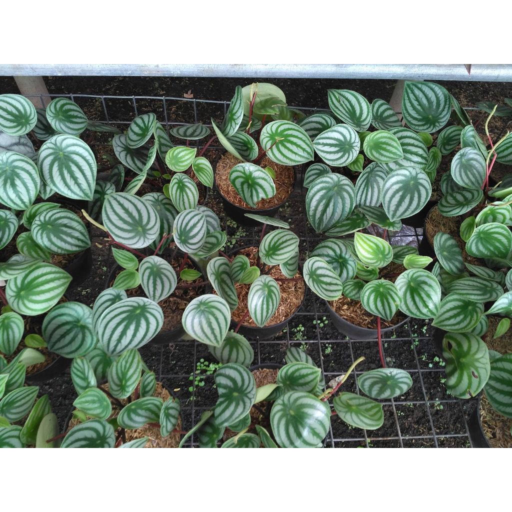 Peperomia Argyreia, Watermelon Begonia, Watermelon Pepper, Watermelon Peperomia, 西瓜皮椒草