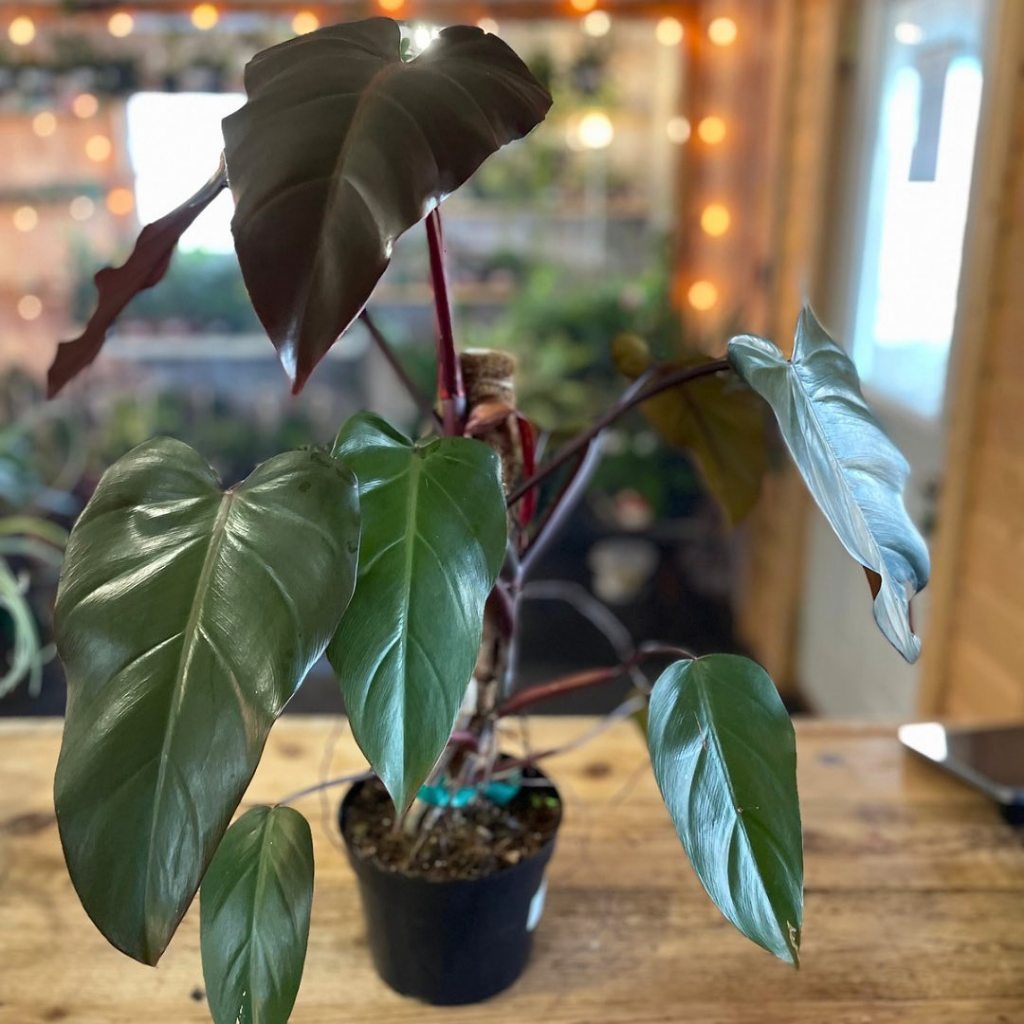 Philodendron Dark Lord