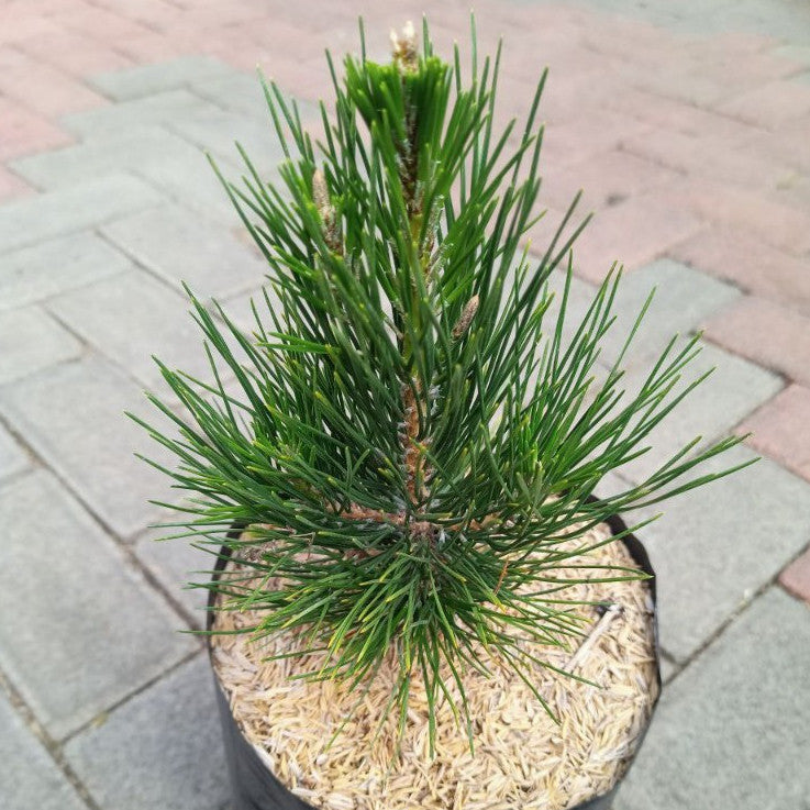 Japanesse Black Pine / Pinus thunbergii