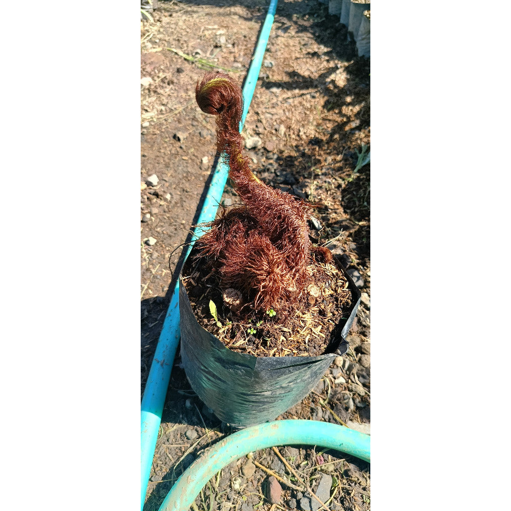 Monkey Tail Fern - Lepisorus bicolor | Unique & Easy-Care Fern