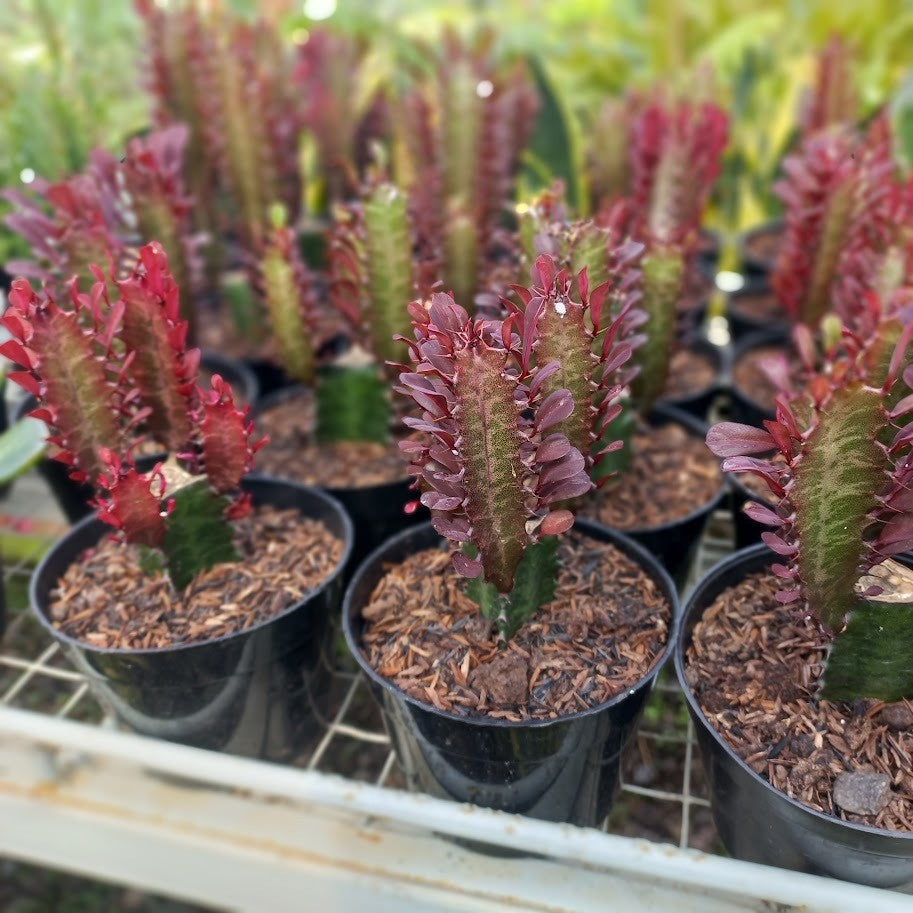 Red Euphorbia Trigona