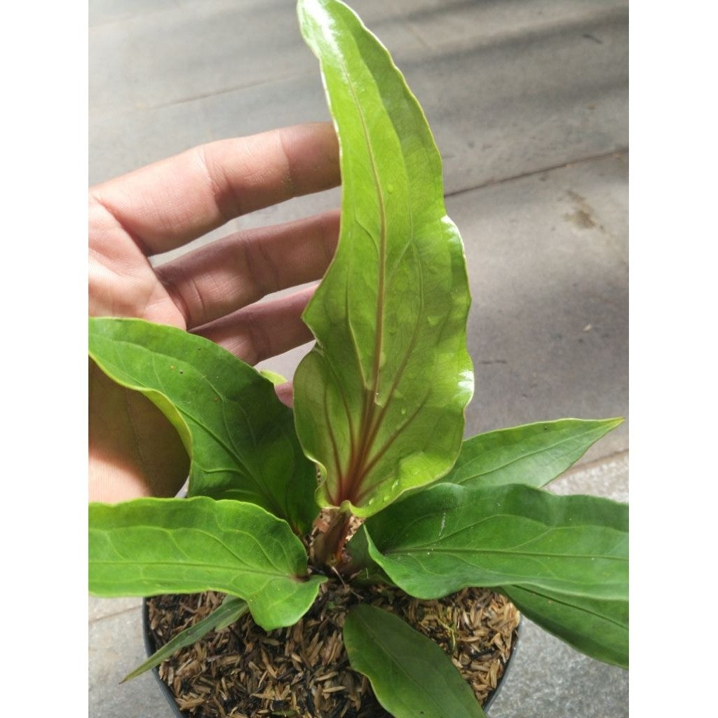 Anthurium Red Flaming Torch – Eye-Catching Tropical Plant for Home & Garden